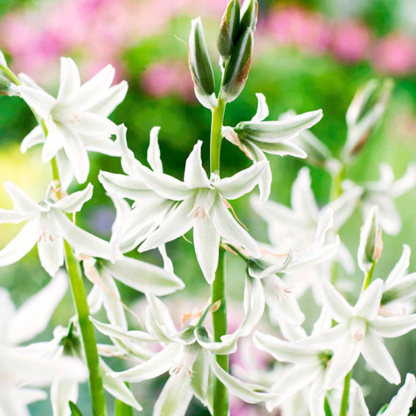 Buy Ornithogalum Bulbs Nutans Online - Green plants & flowering plants Buy Ornithogalum Bulbs Nutans Online - Green plants & flowering plants