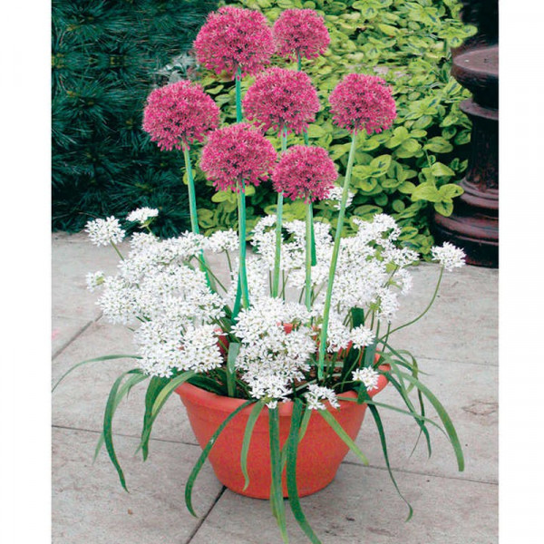 Buy Plant O Tray Patio Pre planted Bulbs Allium Online - Green plants & flowering plants