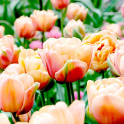 Tulip (double) Bulbs Belle Epoque