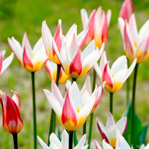 Buy Tulip Bulbs Ice Stick Online - Green plants & flowering plants Buy Tulip Bulbs Ice Stick Online - Green plants & flowering plants