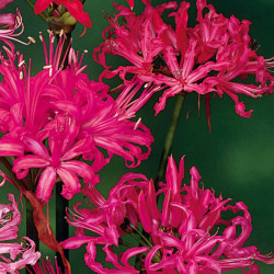 Nerine Bowdenii Bulbs Collection