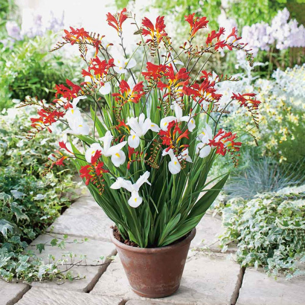 Buy Plant O Mat Summer Bulb Tray Classic Crocosmia/Iris Online - Green plants & flowering plants