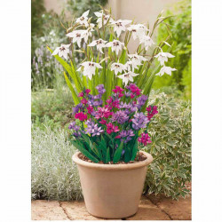 Plant O Mat Classic Acidanthera/brodiaea