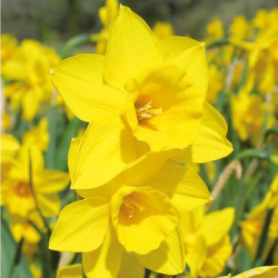 Daffodil (cornish) Bulbs Rosemoor Gold