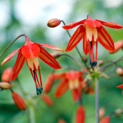 Bessera Bulbs Elegans