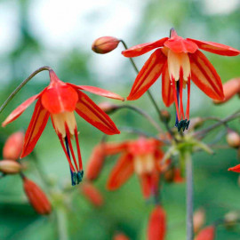 Bessera Bulbs Elegans