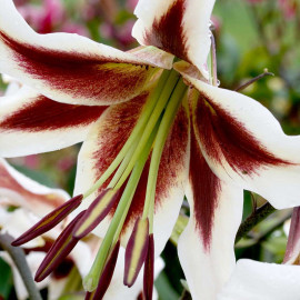 Lily Bulbs Beverlys Dreams