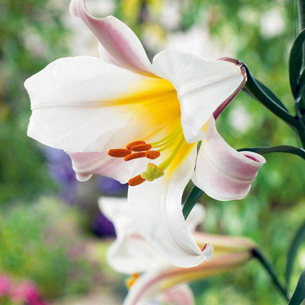 Buy Lily Bulbs Mr Cas Online - Green plants & flowering plants Buy Lily Bulbs Mr Cas Online - Green plants & flowering plants