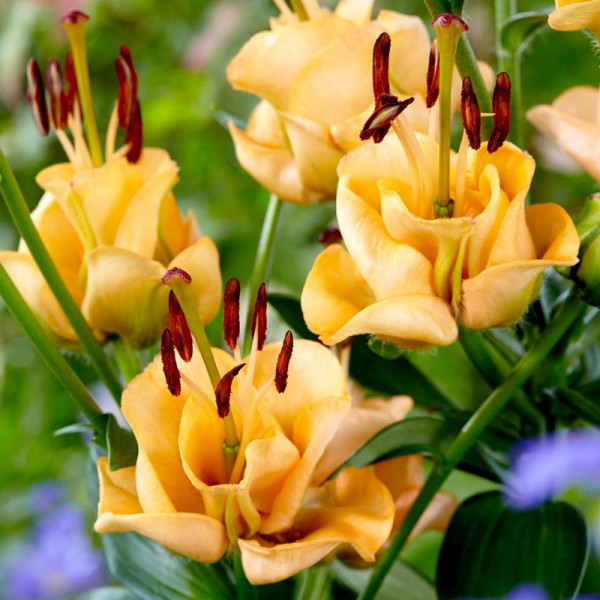 Buy Lily Bulbs Apricot Fudge Online - Green plants & flowering plants