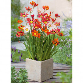 Sparaxis Bulbs Tricolour