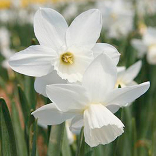 Buy Daffodil (Cornish) Miniature Bulbs Niveth Online - Green plants & flowering plants