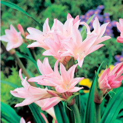 Amarcrinum Bulbs Howardii