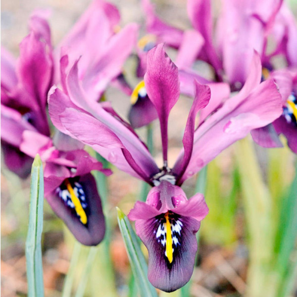 Buy Iris histroides Bulbs George Online - Green plants & flowering plants Buy Iris histroides Bulbs George Online - Green plants & flowering plants
