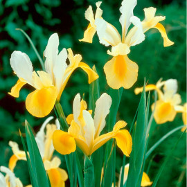 Iris Hollandica Bulbs Symphony