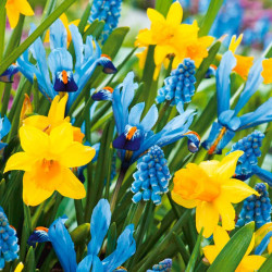 Spring Symphony Bulbs Mix