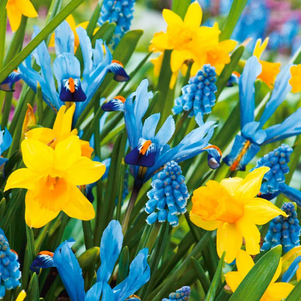 Buy Spring Symphony Bulbs Mix Online - Garden Plants & Bushes