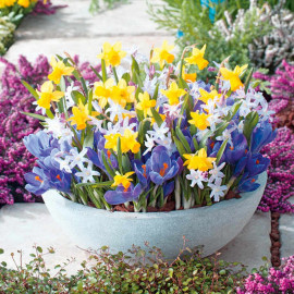 Pots of Colour Bulbs Mix