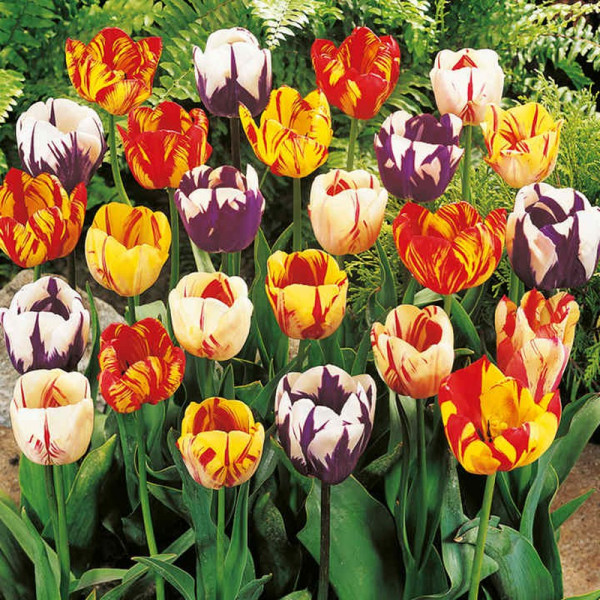 Buy Tulip Bulbs Rembrandt Mix Online - Green plants & flowering plants