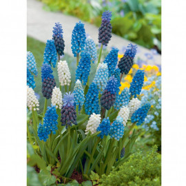 Muscari Bulbs Blue & White Mix