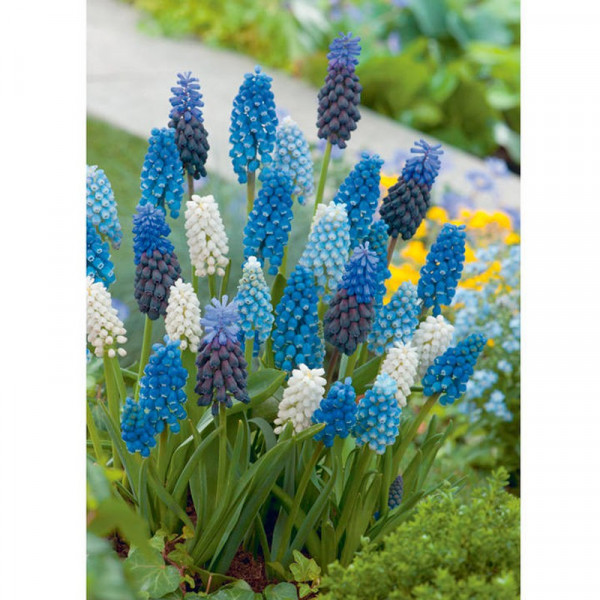 Buy Muscari Bulbs Blue & White Mix Online - Garden Plants & Bushes