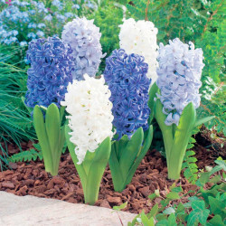 Hyacinth Bulbs Ocean Mix