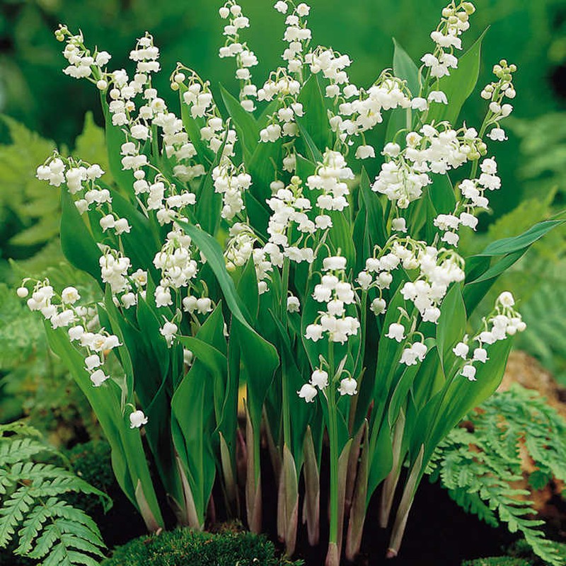 Buy Lily of the Valley Bulbs Online Garden Plants & Bushes
