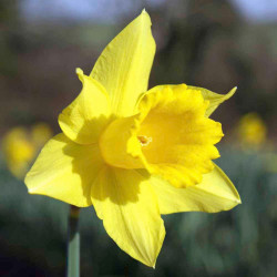 Daffodil (cornish) Bulbs Continuity Collection