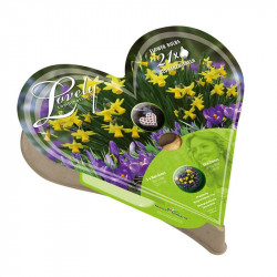 Plant O Tray Heart Preplanted Bulbs Narcissus & Crocus