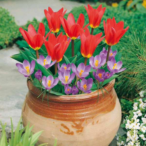 Buy Plant O Tray Patio Pre planted Bulbs Tulip and Crocus Online - Green plants & flowering plants