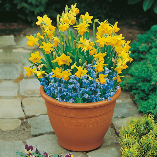 Buy Plant O Tray Patio Pre planted Bulbs Narcissus and Scilla Online - Green plants & flowering plants