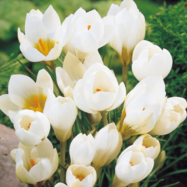 Buy Crocus Bulbs Snowbunting Online - Green plants & flowering plants Buy Crocus Bulbs Snowbunting Online - Green plants & flowering plants