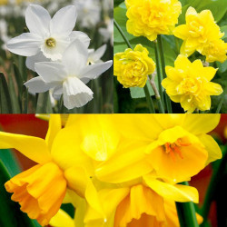 Daffodil (cornish) Miniature Bulbs Collection