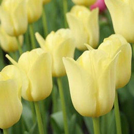Tulip Bulbs World Friendship