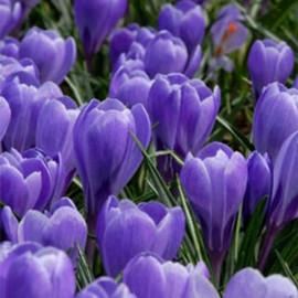Crocus Bulbs Grand Maitre
