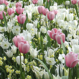 Sweet Dreams Bulb Mix