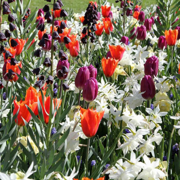 Buy Fresh Spring Bulbs Mix Online - Green plants & flowering plants Buy Fresh Spring Bulbs Mix Online - Green plants & flowering plants