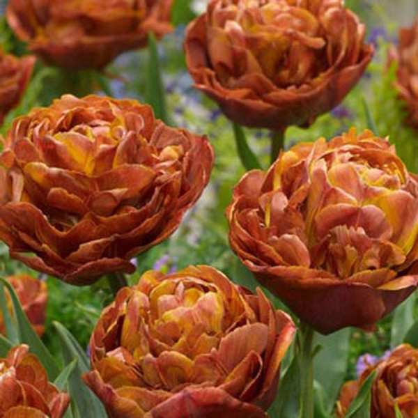 Buy Tulip (Early Double) Bulbs Brownie Online - Green plants & flowering plants Buy Tulip (Early Double) Bulbs Brownie Online - Green plants & flowering plants