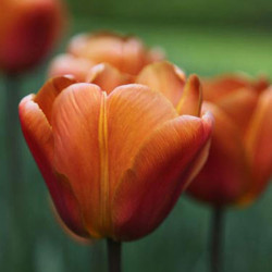 Tulip (triumph) Bulbs Brown Sugar