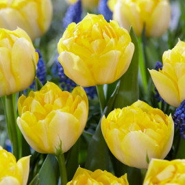 Tulip Bulbs Secret Perfume