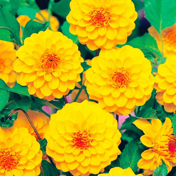 Buy Dahlia Tubers Golden Scepter Online - Green plants & flowering plants