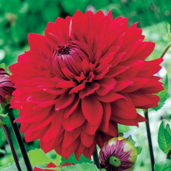 Dahlia Tubers Garden Wonder