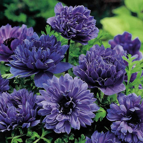 Buy Anemone Bulbs Lord Lieutenant Online - Green plants & flowering plants Buy Anemone Bulbs Lord Lieutenant Online - Green plants & flowering plants