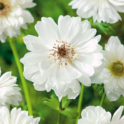Anemone Bulbs Mount Everest