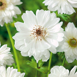 Anemone Bulbs Mount Everest