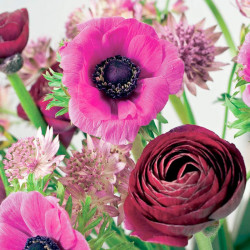 Ranunculus Bulbs Pauline Violet