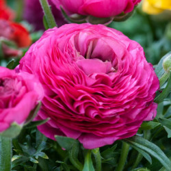 Ranunculus Bulbs Pink