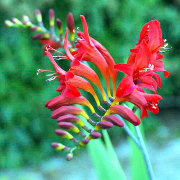 Buy Crocosmia Bulbs Lucifer Online - Green plants & flowering plants Buy Crocosmia Bulbs Lucifer Online - Green plants & flowering plants
