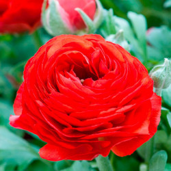 Ranunculus Bulbs Red