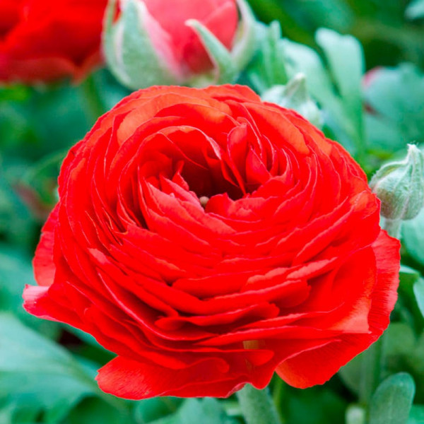 Buy Ranunculus Bulbs Red Online - Green plants & flowering plants Buy Ranunculus Bulbs Red Online - Green plants & flowering plants