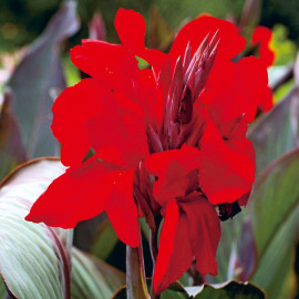 Canna Lily Bulbs Ambassador